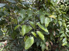 Smilax domingensis