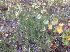 Conradina verticillata