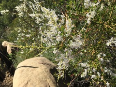 Ceanothus spinosus