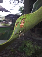 Melucha quinquelineata