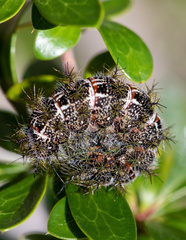 Ormiscodes amphimone