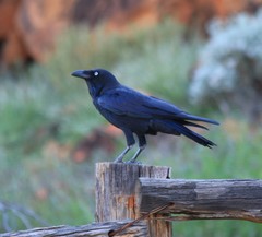 Corvus orru