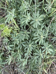 Lupinus densiflorus
