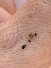 Pyrgulopsis