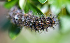 Ormiscodes amphimone