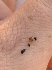 Pyrgulopsis
