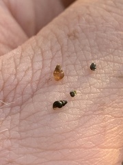 Pyrgulopsis
