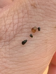 Pyrgulopsis