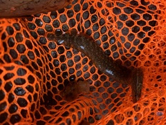 Macrognathus maculatus