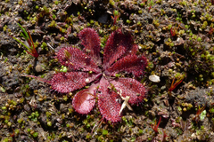 Drosera rosulata