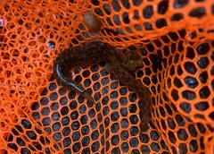 Macrognathus maculatus