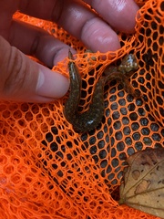 Macrognathus maculatus