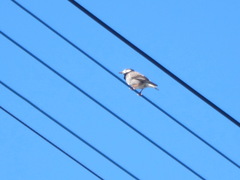 Spodiopsar cineraceus