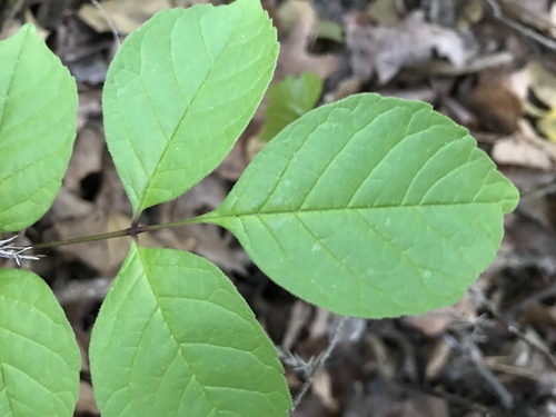 Fraxinus americana
