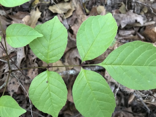Fraxinus americana
