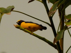 Euphonia trinitatis