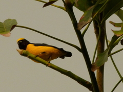 Euphonia trinitatis