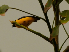 Euphonia trinitatis