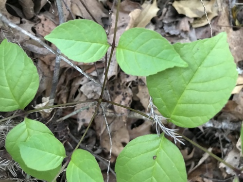 Fraxinus americana