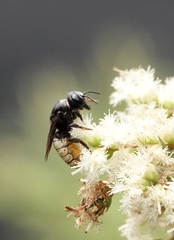 Callomegachile