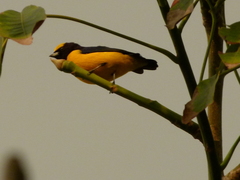 Euphonia trinitatis