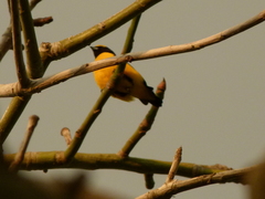 Euphonia trinitatis