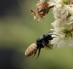 Callomegachile