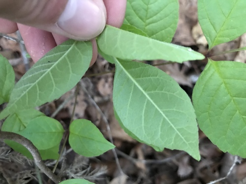 Fraxinus americana
