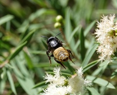 Callomegachile