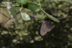 Pereute charops leonilae
