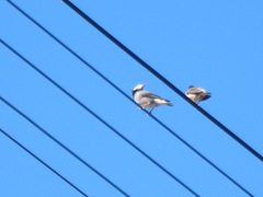 Spodiopsar cineraceus