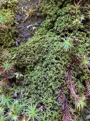 Amphidium lapponicum