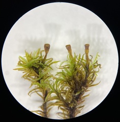 Amphidium lapponicum