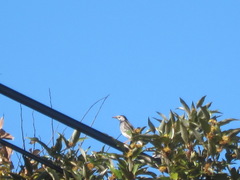 Spodiopsar cineraceus
