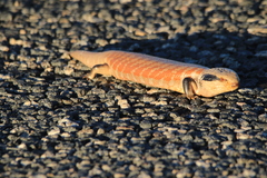 Tiliqua multifasciata