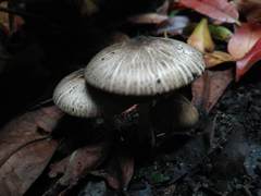 Agaricus endoxanthus