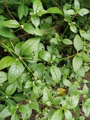 Alternanthera bettzickiana