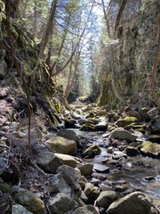 Amphidium lapponicum
