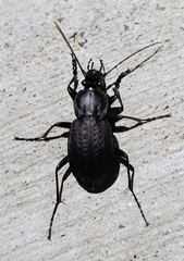 Carabus vinctus