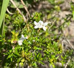 Arcytophyllum thymifolium