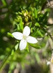 Arcytophyllum thymifolium