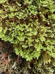 Campylophyllopsis hispidula