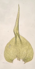 Campylophyllopsis hispidula