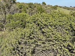 Baccharis pilularis consanguinea