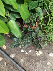 Hemigraphis alternata