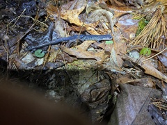 Plethodon chattahoochee