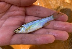 Rasbora notura