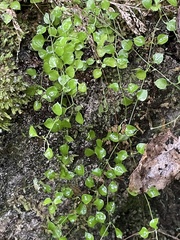 Stellaria parviflora