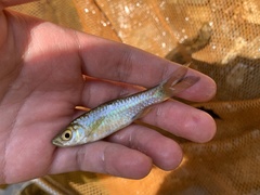 Rasbora notura
