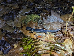 Plethodon chattahoochee